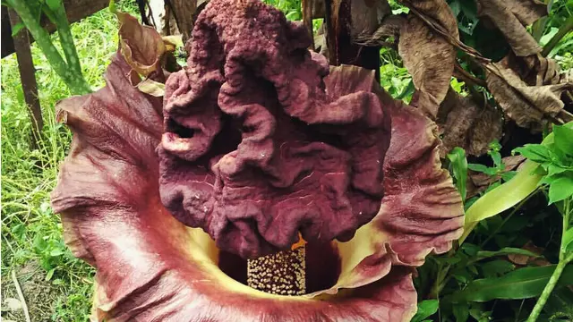 Bunga Bangkai Mekar di Riau