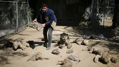 Pemilik kebun binatang di Jalur Gaza, Mohammed Oueida memperlihatkan binatang yang mati mengering akibat perang yang terjadi di kawasan tersebut selama tahun 2014, Palestina, Senin (7/3/2016). (Reuters/ Ibraheem Abu Mustafa)
