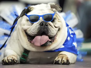Lola, milik Kate Hansen menunggu untuk dinilai dalam kontes "Drake Relays Beautiful Bulldog" tahunan di Des Moines, Iowa, 25 April 2022. Kontes ini dimulai dari perayaan Drake Relays di Universitas Drake di mana seekor bulldog adalah maskotnya. (AP Photo/Charlie Neibergall)