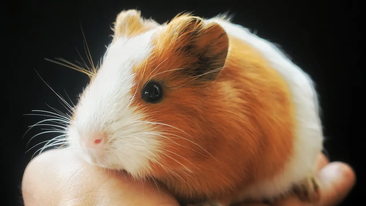 Hamster