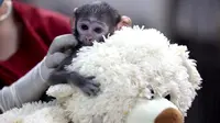 Mirip Punch, Bayi Monyet Yuji Punya Boneka Kesayangan