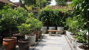 7 Cara Memilih Pot untuk Tanaman Buah agar Tumbuh Subur dan Berbuah Lebat