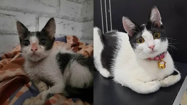 7 Potret Transformasi Kucing Liar Sebelum dan Sesudah Diadopsi Bikin Haru