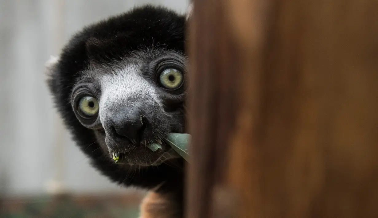 Poppy, seekor sifaka Mahkota betina, duduk dalam kandangnya di kebun binatang Mulhouse, Prancis pada 5 Maret 2019. Sifaka mahkota adalah spesies yang terancam punah dari Madagaskar. (Photo by SEBASTIEN BOZON / AFP)