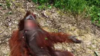 Seekor orangutan dibunuh dan dagingnya dibagikan untuk dikonsumsi atau dimasak di Kapuas, Kalimantan Tengah. (Foto: Istimewa/Rajana K)