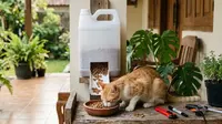 Cara Membuat Tempat Pakan Kucing dari Jerigen Bekas, Mudah dan Ramah Lingkungan