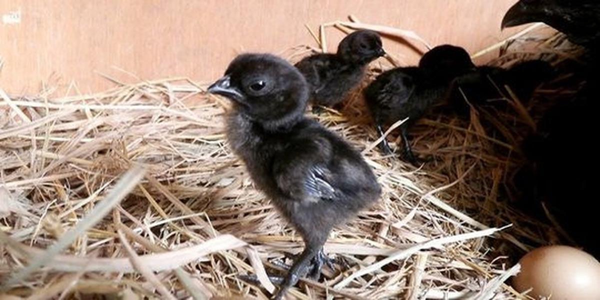 Mengapa warna cemani bisa hitam?