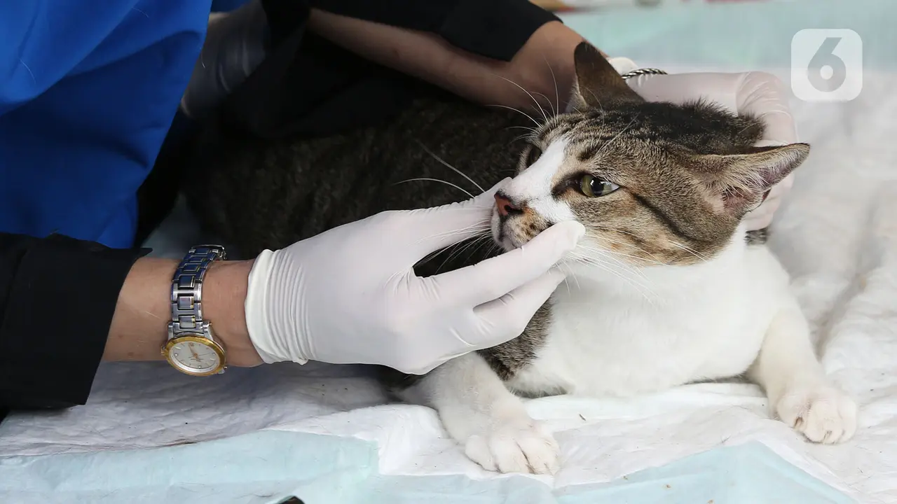 FOTO: Cegah Rabies, Hewan Peliharaan Jalani Vaksinasi Gratis di Rawa Jati
