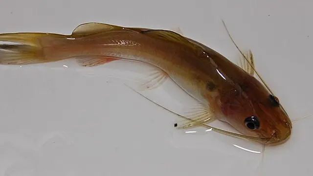 6 Ikan Air Tawar yang Jadi Hama di Kolam Budidaya, Mengancam Panen