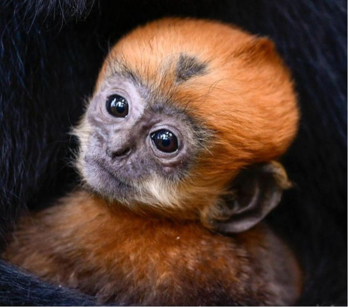 Menyambut Kelahiran Bayi Langur Langka Warna Emas, Mirip Kera Sakti