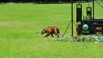 Seekor harimau Sumatera saat dilepasliarkan di hutan kawasan Tambling Wildlife Nature Conservation (TWNC), Lampung, Selasa (3/3/2015). TWNC melepasliarkan 2 harimau sumatera untuk meningkatkan populasi harimau yang mulai terancam punah. (Courtesy of TWNC)