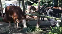 Ramai Banpres untuk Kurban, Ini Penjelasan dan Dasar Aturannya