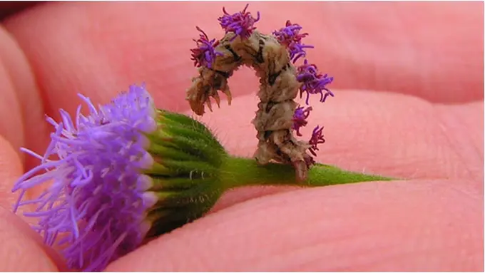 Courtesy Flickr.com/HopeAbrams