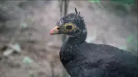 Burung Maleo, burung endemik Sulawesi dengan nama latin Macrocephalon Maleo itu kini masuk dalam kategori terancam punah. (foto: Liputan6.com/ Arfandi Ibrahim)