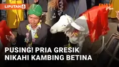 Viral! Pria Gresik Nikahi Kambing Betina