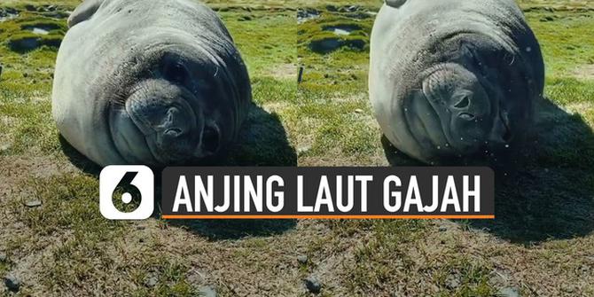 VIDEO: Unik, Ternyata Begini Jika Anjing Laut Gajah Tidur