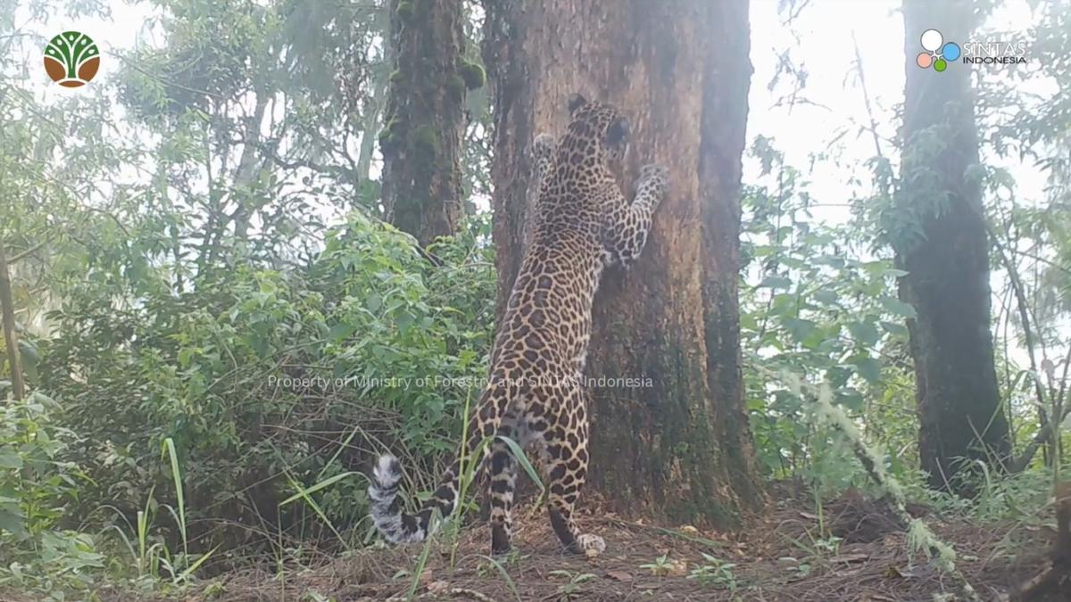 Secercah Asa dari Upaya Konservasi Macan Tutul Jawa yang Kian Kritis