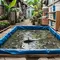 Lele Sering Mati Mendadak di Kolam Terpal? Kenali Penyebab dan Cara Mencegahnya