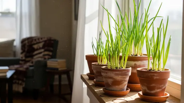 menanam daun bawang di rumah