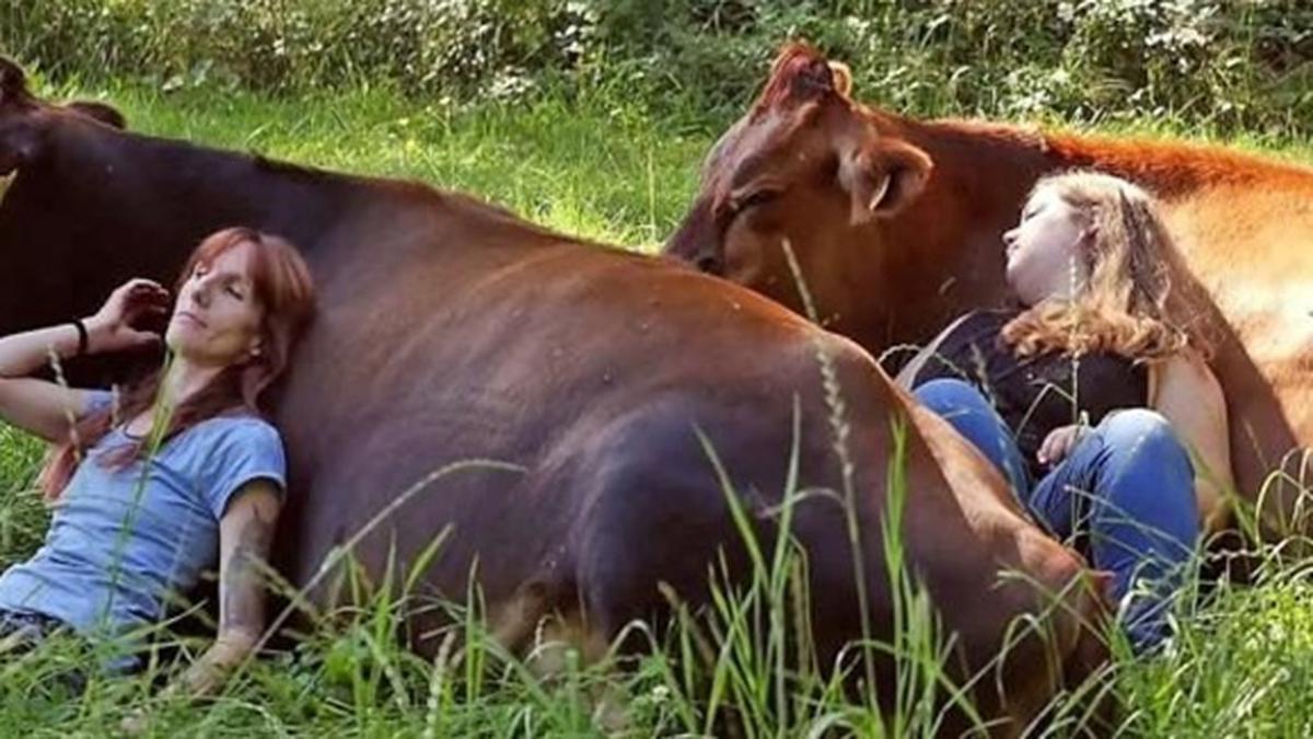 Terapi Memeluk Sapi Untuk Mengatasi Stres, Kamu Berani Coba?