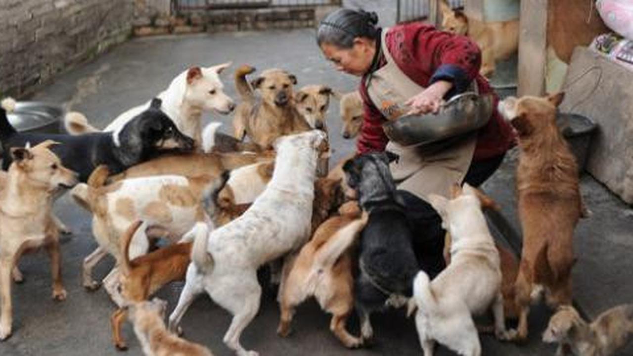 Habiskan 15 tahun rawat kucing dan anjing liar