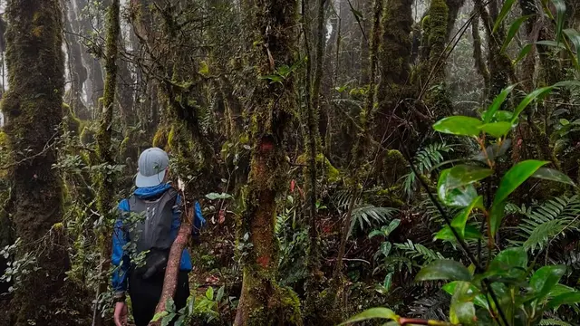 Suasana hutan di Gunung Liang @__ayeen.29