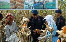 Fakta Unik: Bulog Sumut Serap 2.469 Ton Jagung Pipil Hingga November 2025, Dukung Ketahanan Pangan Nasional