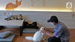 Pekerja membersihkan air mata kucing di kopi Cat Cafe Kemang , Jakarta, Sabtu (30/5/2020). Kafe kucing itu akan menerapkan protokol kesehatan terkait kebijakan new normal, salah satunya mengurangi jumlah pengunjung dan wajib memakai masker yang dimulai pada 5 Juni esok (Liputan6.com/Herman Zakharia)