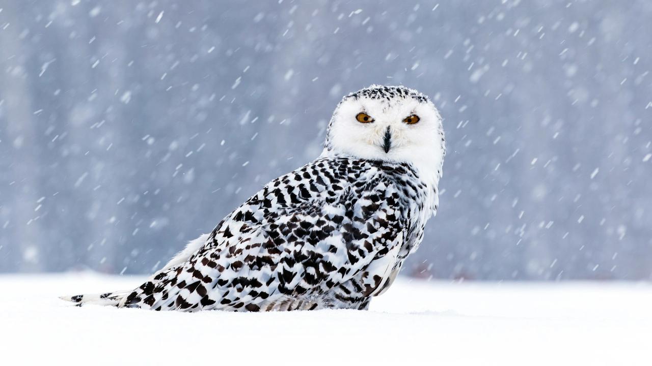 Snowy Owl
