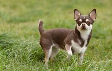 Kisah Comando, Chihuahua Mungil Jadi Anjing Pelacak Garda Nasional Meksiko