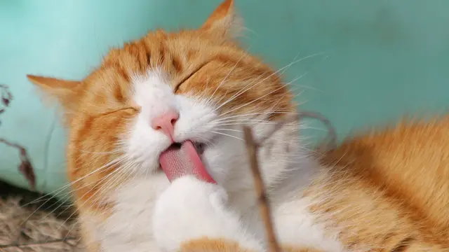 Kucing
