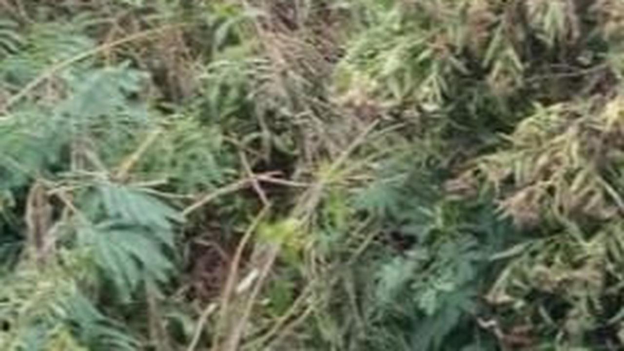 Pergi Mencari Ilmu, Seorang Warga Bandung Ditemukan Meninggal di Jalur Hutan Garut