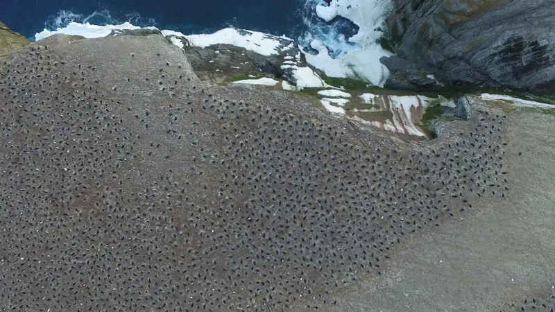 Koloni Penguin di Antartika Timur