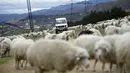 Ribuan domba yang baru kembali merumput menyeberangi jalan di pinggiran Tbilisi, Georgia, Rabu (11/11). Dalam setahun di Georgia mengalami 2 musim yang membuat domba dan peternaknya berpindah mencari rumput di tempat lain. (REUTERS / David Mdzinarishvili)