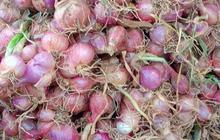 Cara Menanam Bawang Merah: Panduan Lengkap untuk Hasil Panen Melimpah