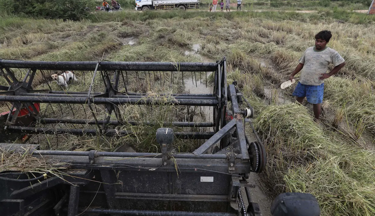 Seorang petani menggunakan mesin perontok untuk memotong padi selama musim panen padi di desa Samroang Tiev, di luar Phnom Penh, Kamboja, Rabu (27/10/2021). Warga Kamboja mulai memanen padi di akhir musim hujan. (AP Photo/Heng Sinith)