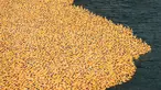 Bebek karet melintasi sungai Chicago selama Windy City Rubber Ducky Derby di Chicago, Illinois (3/8). Sponsor bebek pertama yang melayang melintasi garis finish dianugerahi SUV baru. (Scott Olson/Getty Images/AFP)