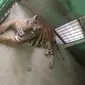 Anggi, seekor harimau sumatera yang sudah berusia senja di Medan Zoo