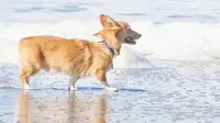 600 ekor anjing corgi di California dikumpulkan menjadi satu di pantai untuk acara penggalangan dana bagi penyelamatan anjing.