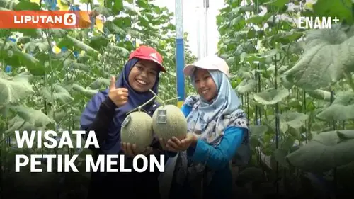 VIDEO: Menikmati Serunya Sensasi Wisata Petik Melon di Yogyakarta