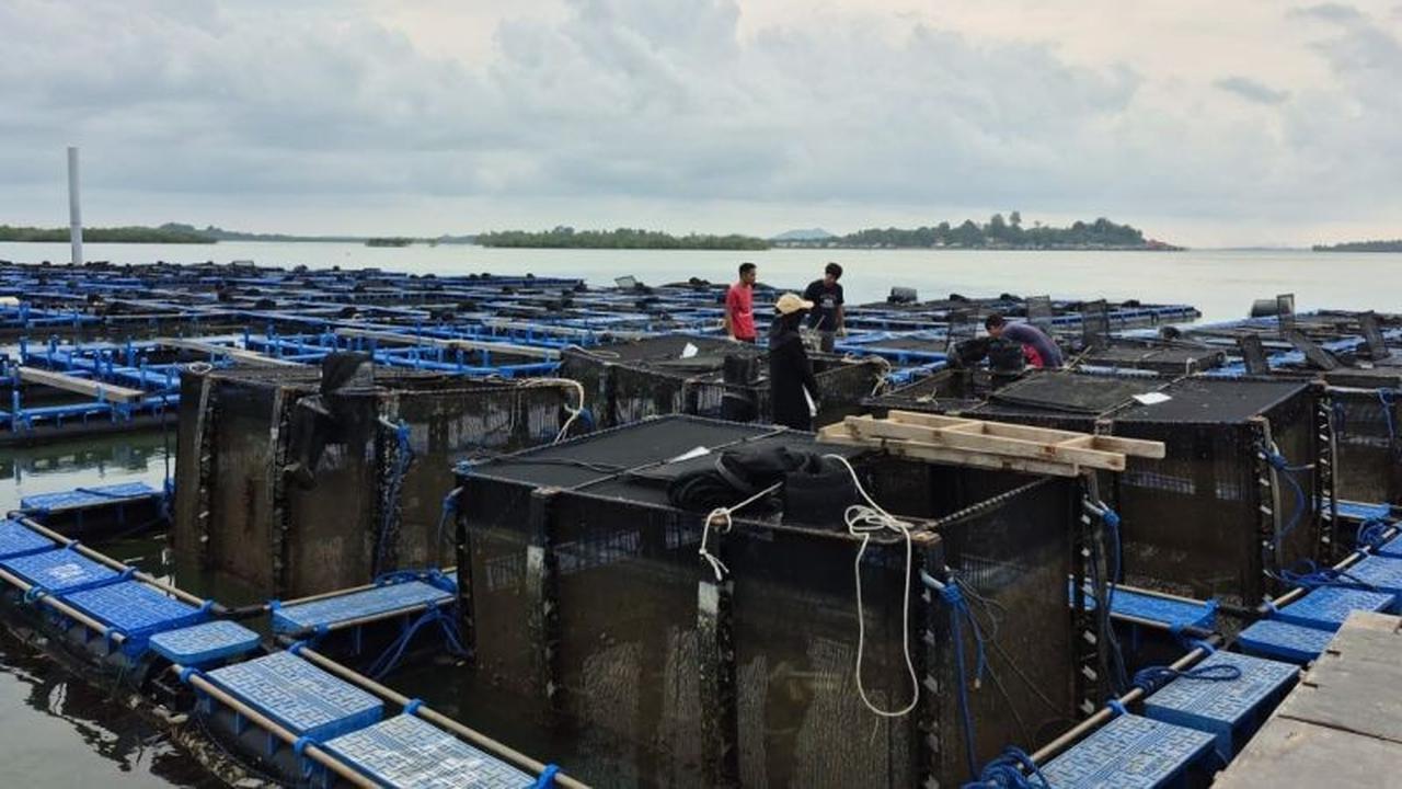 Minat Budidaya Lobster Modeling di Batam Meningkat, Peluang Ekonomi Terbuka Lebar