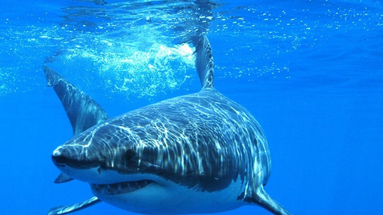 Hiu Putih Bernama Lola