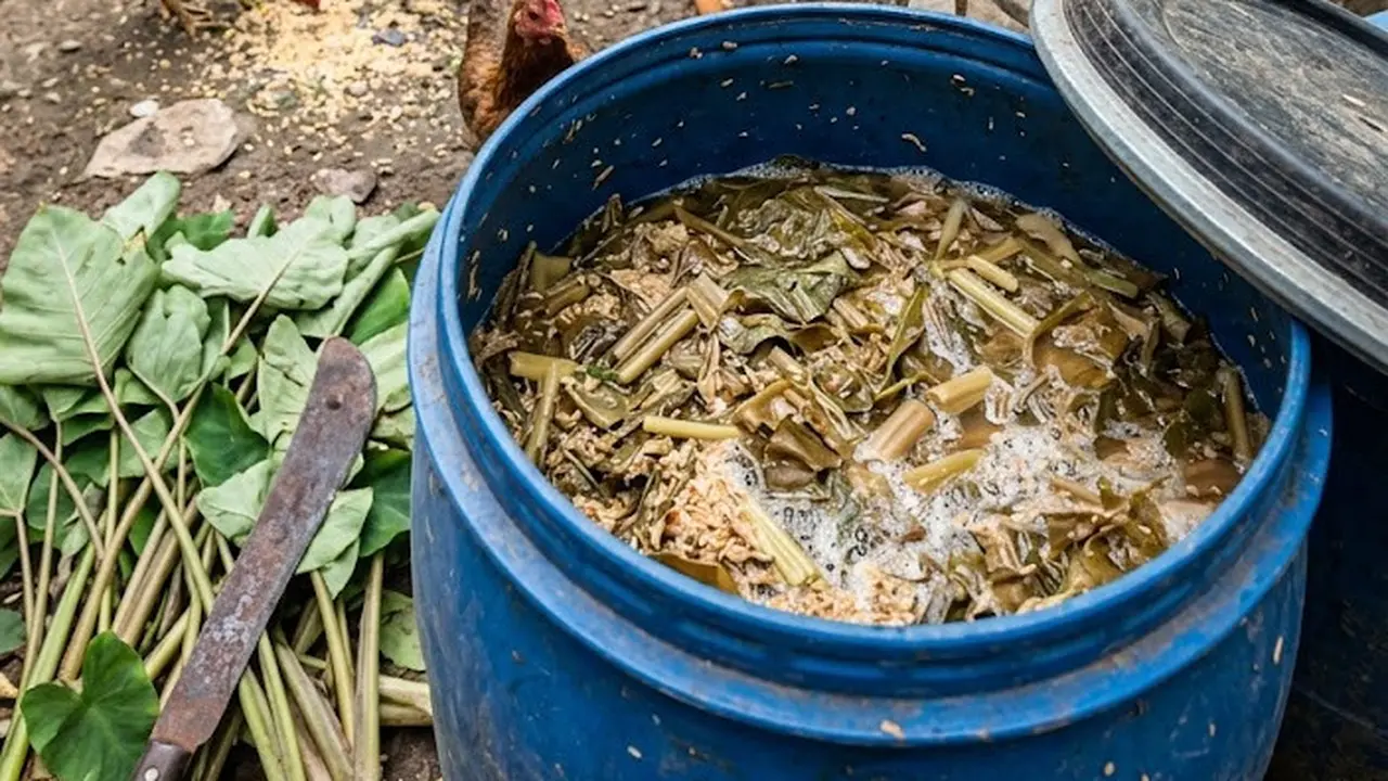 Fermentasi Talas Liar di Halaman untuk Pakan Ternak Ayam Kampung