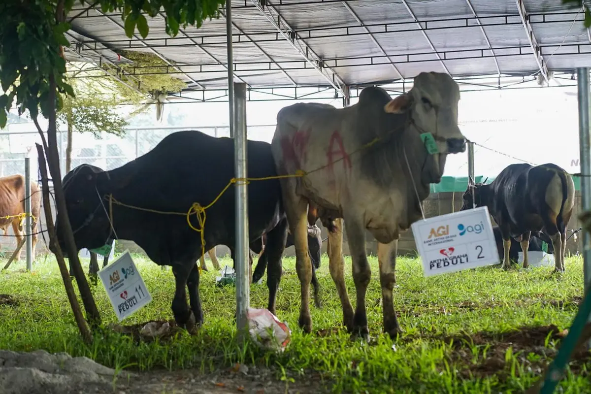 Dalam rangka memperingati Hari Raya Idul Adha 1446 H atau Idul Adha 2025, dilakukan menyalurkan puluhan ekor sapi dan kambing sebagai hewan kurban.