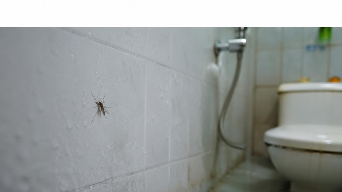 6 Serangga yang Muncul karena Kamar Mandi Terlalu Lembap, Kenali Penyebab dan Cara Mencegahnya