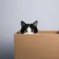 Ilustrasi kucing di kotak kardus.