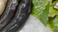 Makan Ikan Gabus Usai Operasi Caesar, Ketahui Peran Albumin