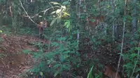 Momen Langka, Kamera Trap Rekam Induk Harimau dan Tiga Anaknya di Way Kambas