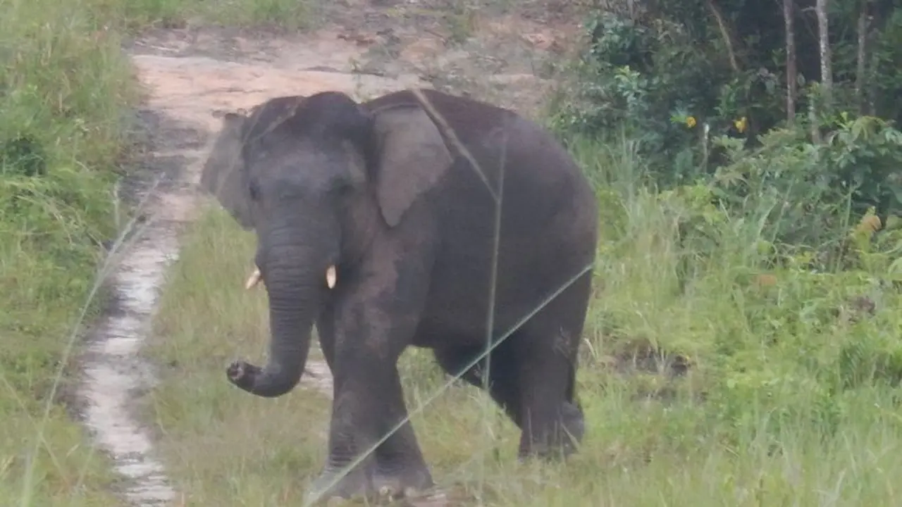 Gajah Sumatera di Bentang Alam Bukit Tigapuluh Jambi (Istimewa)