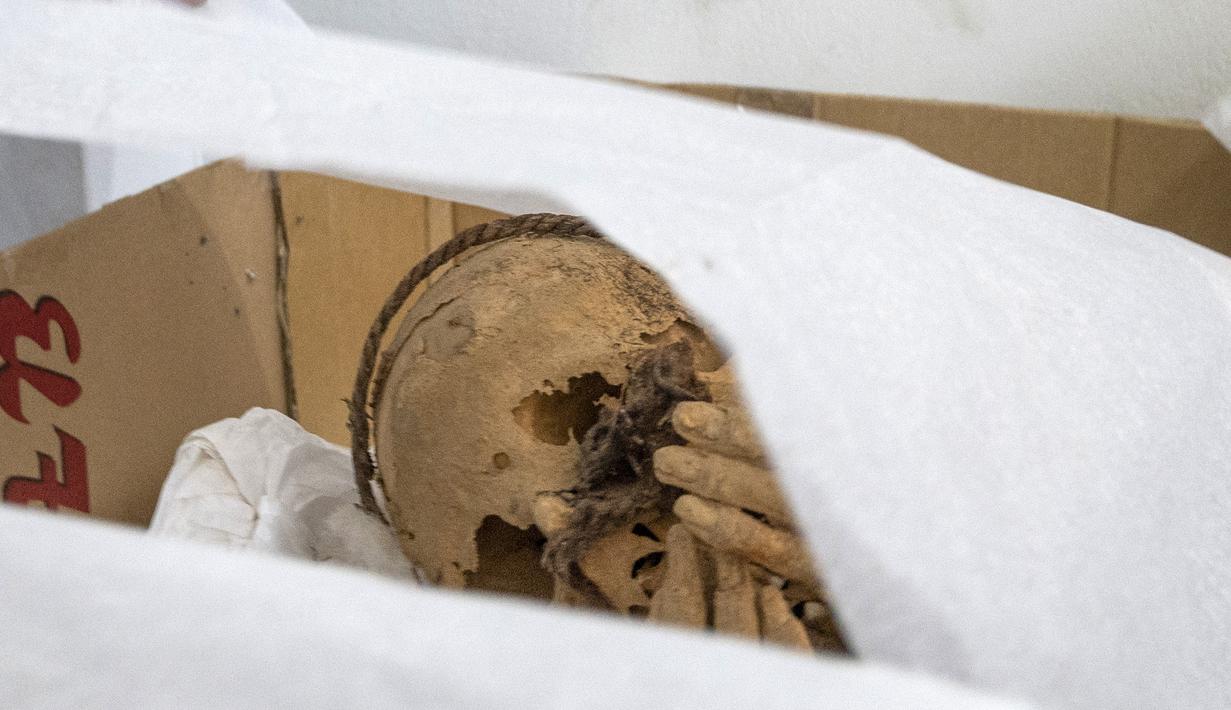Arkeolog Pieter Van Dalen Luna (kiri) menunjukkan mumi berusia antara 800 hingga 1.200 tahun yang digali awal bulan ini di sebuah situs dekat ibu kota Lima, Peru, Selasa (30/11/2021). Penemuan mumi tersebut dilakukan oleh para peneliti dari Universitas Nasional San Marcos. (Cris BOURONCLE/AFP)